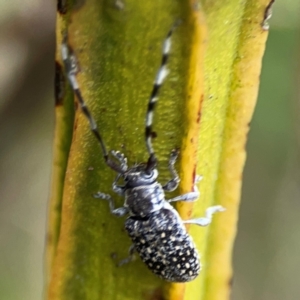 Ancita sp. (genus) at Pialligo, ACT - 14 Jan 2024