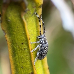 Ancita sp. (genus) at Pialligo, ACT - 14 Jan 2024