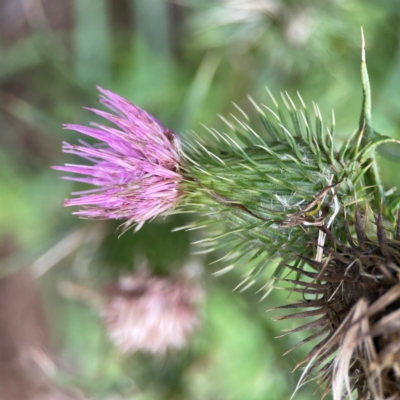 Cirsium vulgare (Spear Thistle) at Pialligo, ACT - 13 Jan 2024 by Hejor1