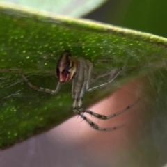 Theridion pyramidale (Tangle-web spider) at Greenleigh, NSW - 14 Jan 2024 by Hejor1