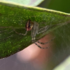 Theridion pyramidale at QPRC LGA - 14 Jan 2024 01:35 PM