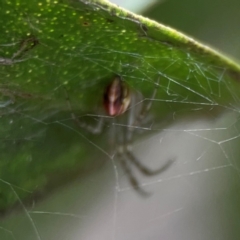 Theridion pyramidale at QPRC LGA - 14 Jan 2024 01:35 PM