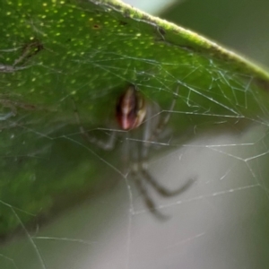 Theridion pyramidale at QPRC LGA - 14 Jan 2024 01:35 PM