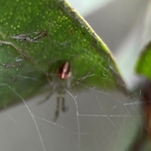 Theridion pyramidale at QPRC LGA - 14 Jan 2024 01:35 PM