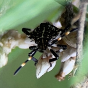 Oncocoris sp. (genus) at QPRC LGA - 14 Jan 2024