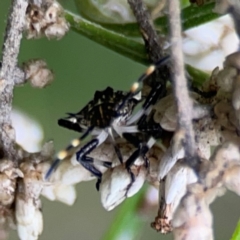 Oncocoris sp. (genus) at QPRC LGA - 14 Jan 2024