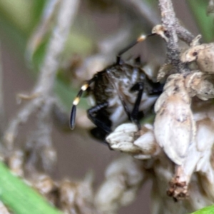 Oncocoris sp. (genus) at QPRC LGA - 14 Jan 2024