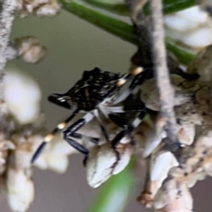 Oncocoris sp. (genus) at QPRC LGA - 14 Jan 2024