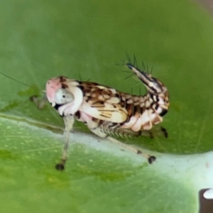 Cicadellidae (family) at QPRC LGA - 14 Jan 2024