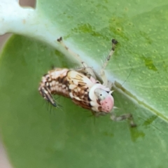 Cicadellidae (family) at QPRC LGA - 14 Jan 2024