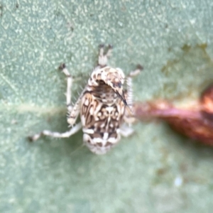 Cicadellidae (family) at QPRC LGA - 14 Jan 2024 01:40 PM