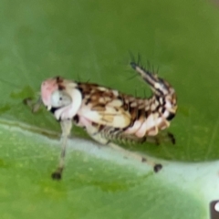 Cicadellidae (family) at QPRC LGA - 14 Jan 2024