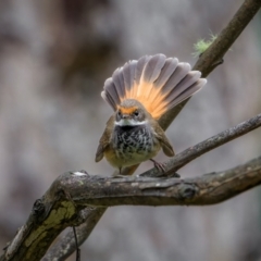 Rhipidura rufifrons (Rufous Fantail) at Uriarra Village, ACT - 13 Jan 2024 by trevsci