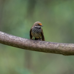 Rhipidura rufifrons at Lower Cotter Catchment - 14 Jan 2024