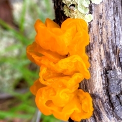 Tremella mesenterica (Witch's Butter or Yellow Brain) at Tuggeranong Hill - 14 Jan 2024 by Shazw
