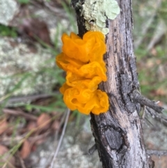 Tremella mesenterica at Tuggeranong Hill - 14 Jan 2024