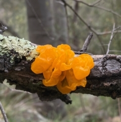 Tremella mesenterica at Tuggeranong Hill - 14 Jan 2024