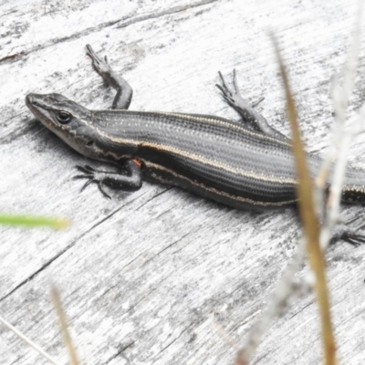 Pseudemoia spenceri (Spencer's Skink) at Booth, ACT - 14 Jan 2024 by JohnBundock