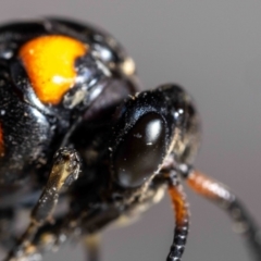 Lophyrotoma interrupta (Cattle Poisoning Sawfly) at QPRC LGA - 13 Jan 2024 by MarkT