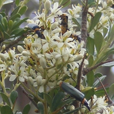 Chauliognathus lugubris (Plague Soldier Beetle) at Calwell, ACT - 13 Jan 2024 by MichaelMulvaney