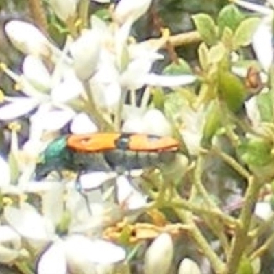 Castiarina scalaris (Scalaris jewel beetle) at Calwell, ACT - 13 Jan 2024 by MichaelMulvaney