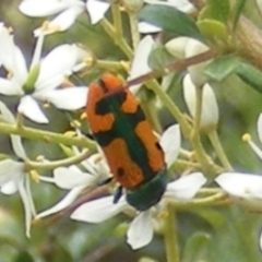 Castiarina scalaris at Tuggeranong Hill NR  (TGH) - 13 Jan 2024