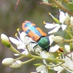 Castiarina scalaris at Tuggeranong Hill NR  (TGH) - 13 Jan 2024