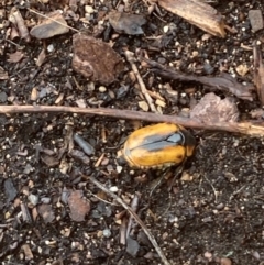 Chondropyga dorsalis (Cowboy beetle) at Florey, ACT - 14 Jan 2024 by JohnSmith