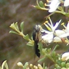 Odontomyia hunteri (Soldier fly) at Calwell, ACT - 13 Jan 2024 by MichaelMulvaney