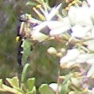 Odontomyia hunteri at Tuggeranong Hill NR  (TGH) - 13 Jan 2024