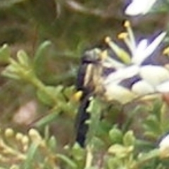 Odontomyia hunteri at Tuggeranong Hill NR  (TGH) - 13 Jan 2024