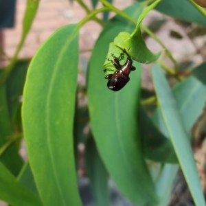 Euops sp. (genus) at QPRC LGA - 14 Jan 2024