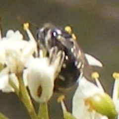 Apiformes (informal group) (Unidentified bee) at Tuggeranong Hill - 13 Jan 2024 by MichaelMulvaney