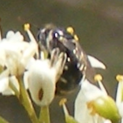 Apiformes (informal group) (Unidentified bee) at Calwell, ACT - 13 Jan 2024 by MichaelMulvaney