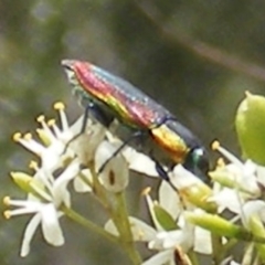 Selagis caloptera (Caloptera jewel beetle) at Tuggeranong Hill - 13 Jan 2024 by MichaelMulvaney
