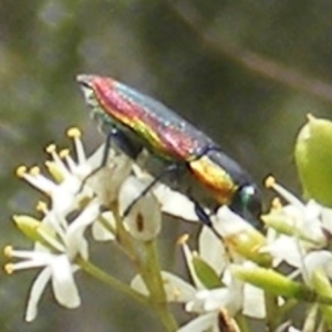 Selagis caloptera at Tuggeranong Hill NR  (TGH) - 13 Jan 2024 01:55 PM