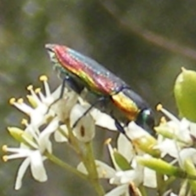 Selagis caloptera (Caloptera jewel beetle) at Calwell, ACT - 13 Jan 2024 by MichaelMulvaney