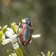 Selagis caloptera at Tuggeranong Hill NR  (TGH) - 13 Jan 2024 01:55 PM