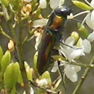 Selagis caloptera at Tuggeranong Hill NR  (TGH) - 13 Jan 2024 01:55 PM