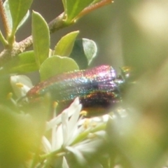 Selagis caloptera at Tuggeranong Hill NR  (TGH) - 13 Jan 2024 01:55 PM