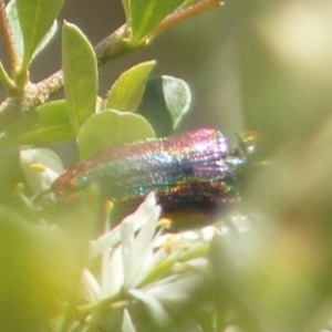 Selagis caloptera at Tuggeranong Hill NR  (TGH) - 13 Jan 2024 01:55 PM