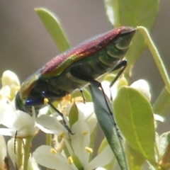 Selagis caloptera at Tuggeranong Hill NR  (TGH) - 13 Jan 2024 01:55 PM