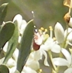 Apiformes (informal group) (Unidentified bee) at Tuggeranong Hill - 13 Jan 2024 by MichaelMulvaney