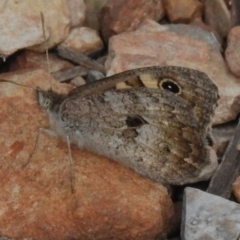 Geitoneura klugii (Marbled Xenica) at Booth, ACT - 13 Jan 2024 by JohnBundock