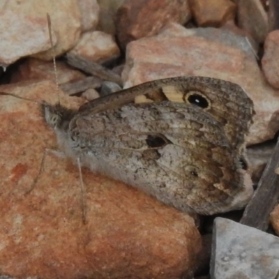 Geitoneura klugii (Marbled Xenica) at Namadgi National Park - 14 Jan 2024 by JohnBundock