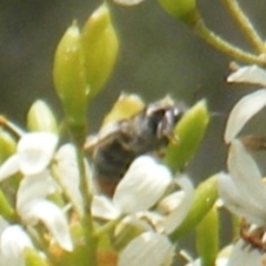 Apiformes (informal group) (Unidentified bee) at Tuggeranong Hill - 13 Jan 2024 by MichaelMulvaney