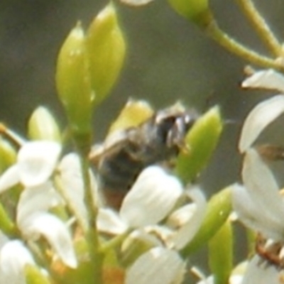 Apiformes (informal group) (Unidentified bee) at Tuggeranong Hill NR  (TGH) - 13 Jan 2024 by MichaelMulvaney
