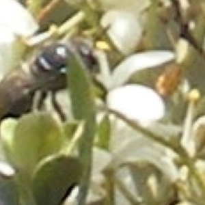 Apiformes (informal group) at Tuggeranong Hill NR  (TGH) - 13 Jan 2024