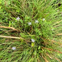 Lobelia pedunculata (Matted Pratia) at Harolds Cross, NSW - 13 Jan 2024 by courtneyb