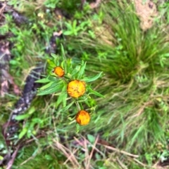 Xerochrysum bracteatum (Golden Everlasting) at Tallaganda State Forest - 13 Jan 2024 by courtneyb